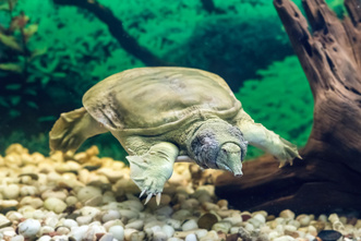 Тише едешь — дольше будешь: как панцирь помог гигантским черепахам обрести долголетие