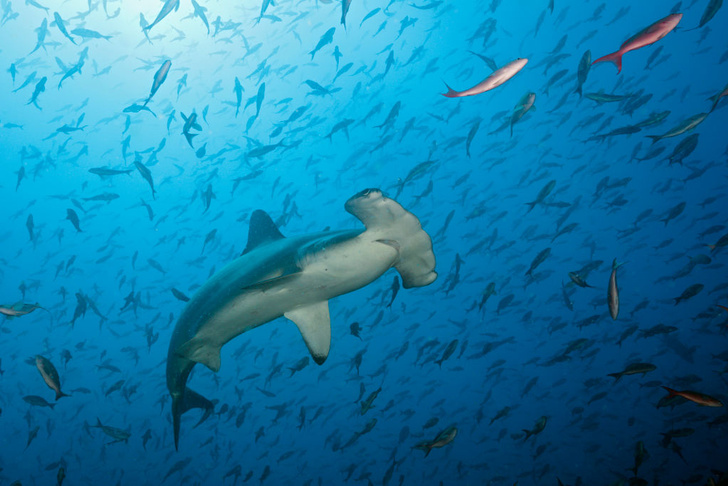 Морские животные могут преодолевать тысячи километров в поисках прохлады
