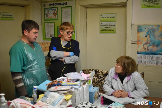 В приемной животных регистрируют, тут же надевают на кошек послеоперационные бандаж, а на собак воротники  | Источник: Рихарда Лем / NGS.RU