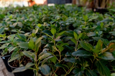 Власти судятся за гибель деревьев у Западной хорды