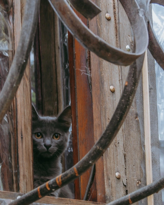 Серо чудо будто ждет своего хозяина… | Источник: Юлия Воропаева