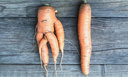 Почему морковь растет кривая и рогатая: узнайте 4 причины и избегайте ошибок