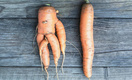 Почему морковь растет кривая и рогатая: узнайте 4 причины и избегайте ошибок