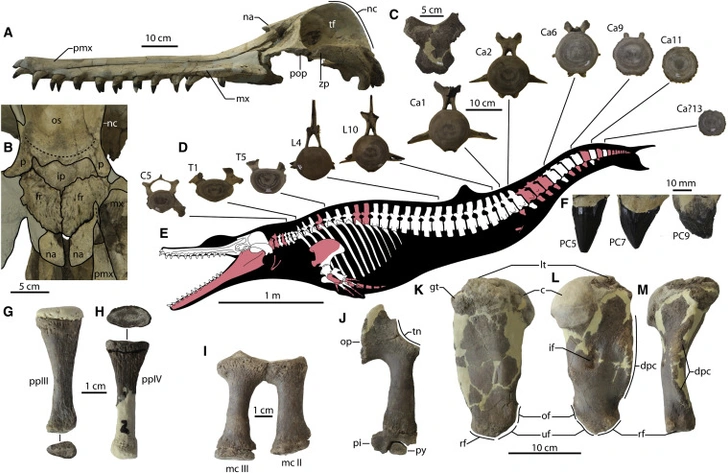 Ученые исследовали скелет пятиметрового дельфина