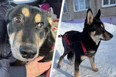 Собаку с переломом спасли в Архангельской области