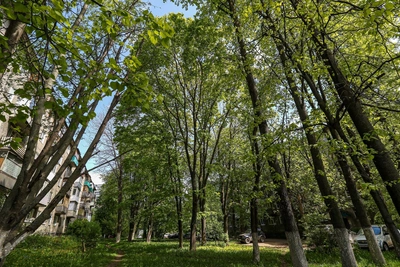 Нижегородцы просят мэра сохранить лес в Щербинках