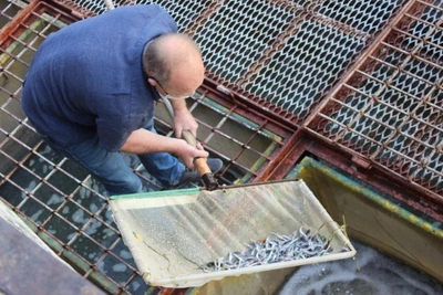 Аксайско-Донской рыбзавод: проект реконструкции не прошел экспертизу