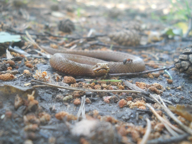 Источник: Аркадий Репанов