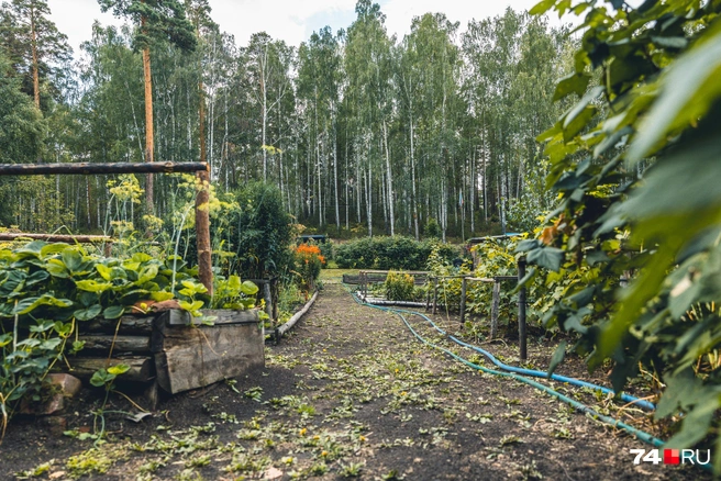 С лесом граничит большой огород. В первое время семья отчаянно боролась с сорняками, но сейчас посадки радуют урожаем | Источник: Наталья Лапцевич