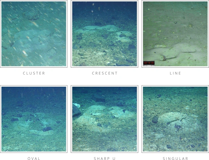 Подводный робот нашел «рыбий роддом» на 1000 «коек» на дне моря Уэдделла: вот как это выглядит