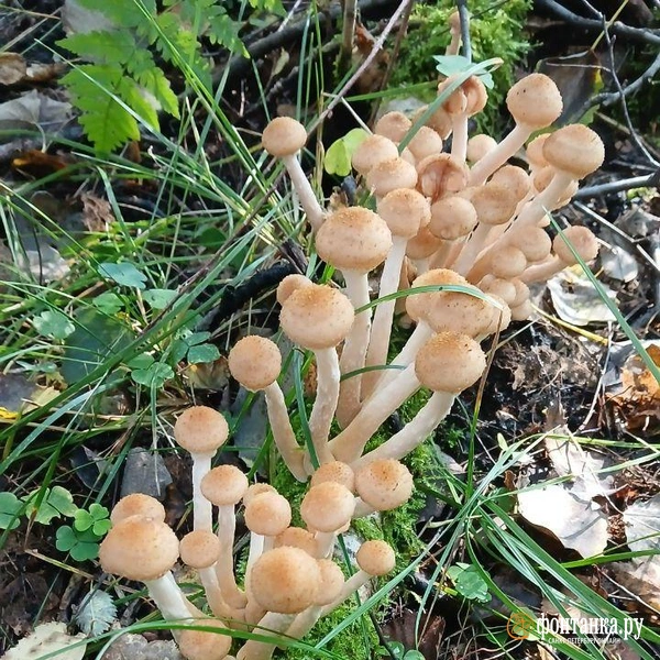 Источник: читатель «Фонтанки»