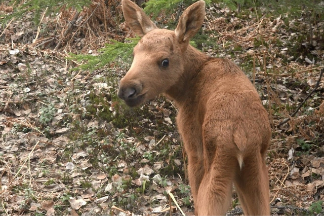 Источник: «Каждой твари по паре» / Павел Глазков