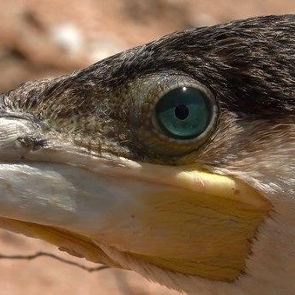 Источник: Павел Глазков / «Каждой твари по паре»