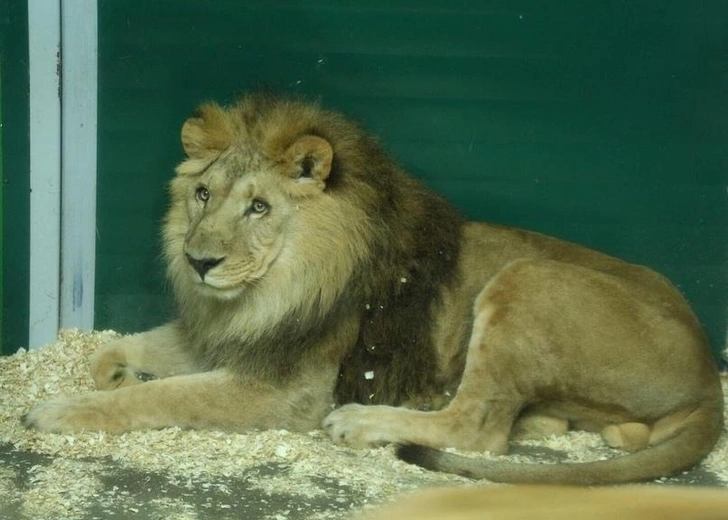 Полностью ослеп, смотрители кормят с рук: льву Гоше из Иркутского зоопарка исполнилось 20 лет | Источник: «Иркутский зоопарк» / Telegram