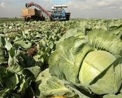 Фермеры Красноярского края получат деньги на развитие бизнеса | ngs24.ru