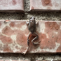 Аватарка Морган