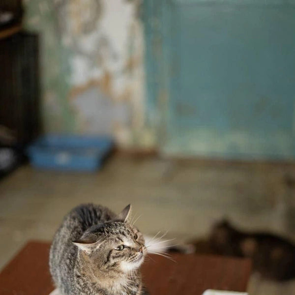 Источник: Елена Гасанова