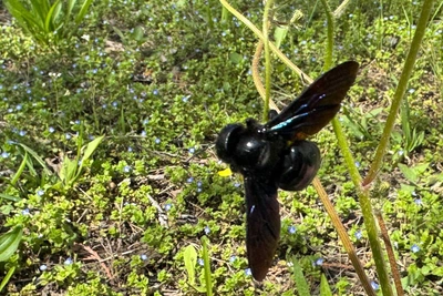 В Волгограде заметили пчелу-плотника с сияющими крыльями