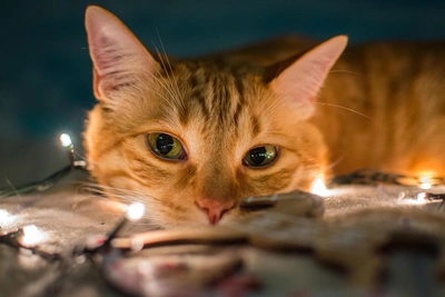 Kronstadt heating not restored as promised