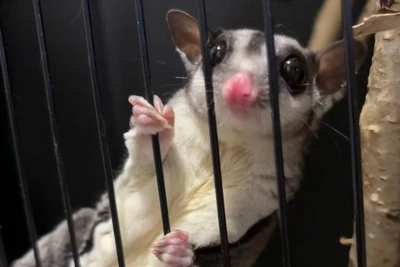 Каких экзотов продают в Барнауле и почём