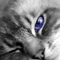 Аватарка Юлия Ку