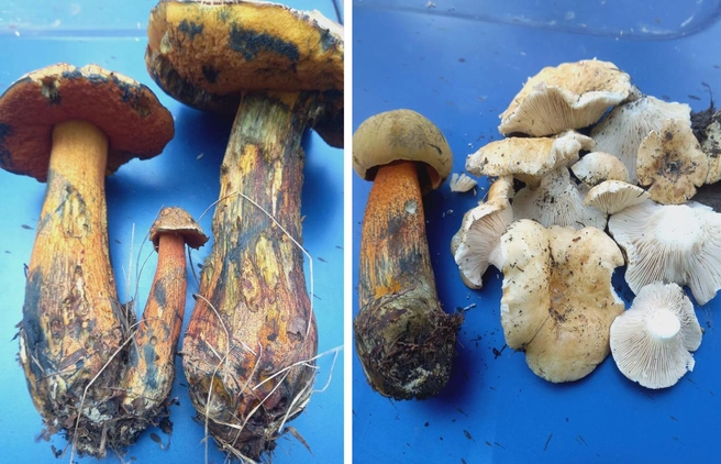 Не всегда поиск хороших грибов заканчивается успехом  | Источник: Евгений Зевс / «Грибы. Грибники Омска и Омской области» / vk.com