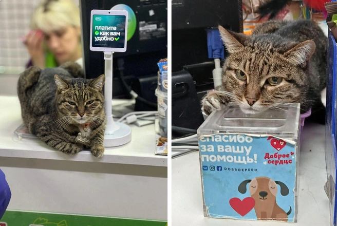 Зина часто сидела на кассе | Источник: продавец зоомагазина Марина