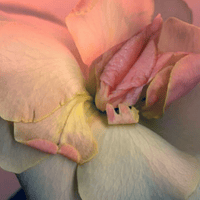 Аватарка мураитовы