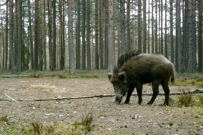 В Ленобласти заметили кабана-панка с ирокезом
