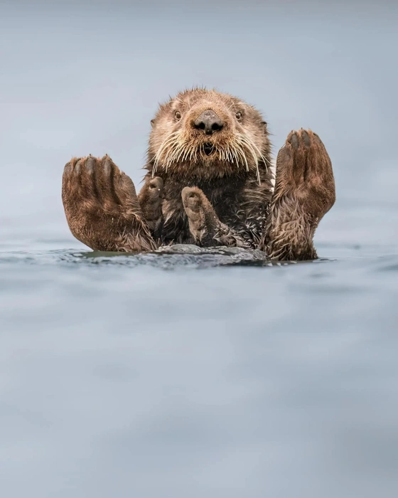 Источник: Charles Janson / The Nature Photography Contest 2024