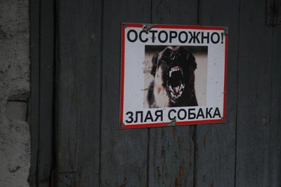 В Татарстане разрешили эвтаназию бездомных животных в особых случаях