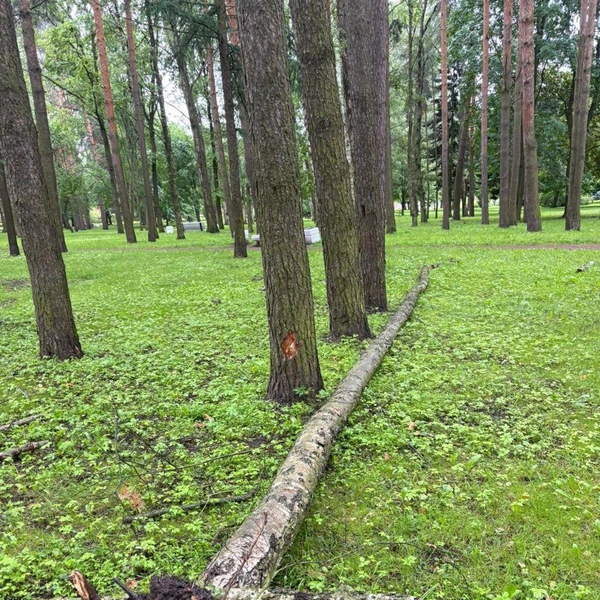 Источник: Комитет по благоустройству СПб