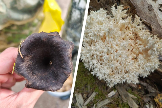 А вы такие видели?  | Источник: читатель NGS24.RU 