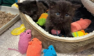 Читатели британского журнала установили мировой рекорд, связав 46 тысяч игрушек для котов из приюта: посмотрите на милые фото