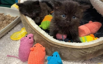 Читатели британского журнала установили мировой рекорд, связав 46 тысяч игрушек для котов из приюта: посмотрите на милые фото