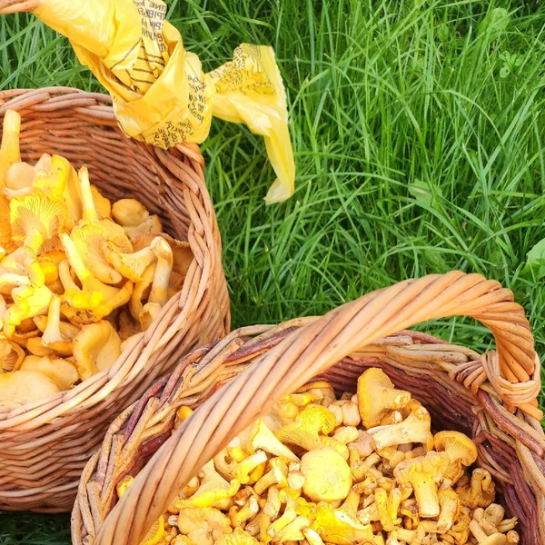 Источник: Грибы и Грибники СПб / ВКонтакте