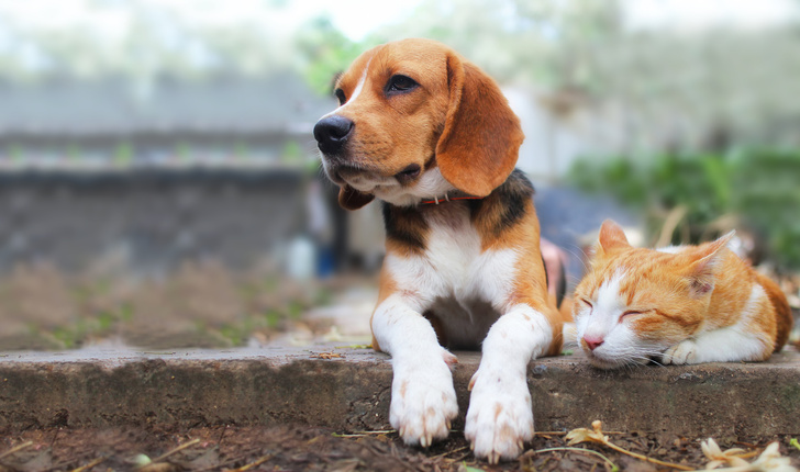 13 пород собак, которые отлично уживаются с кошками