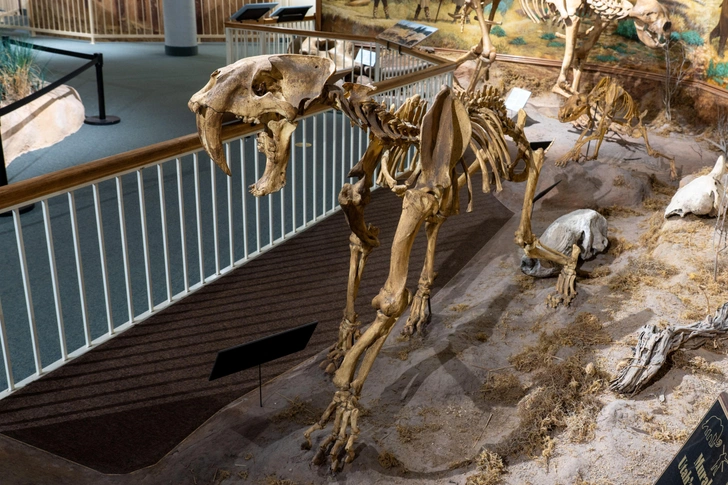 Скелет саблезубой кошки в Восточном доисторическом музее Университета штата Юта в Прайсе | Источник: Jon G. Fuller/VWPics via Legion-media
