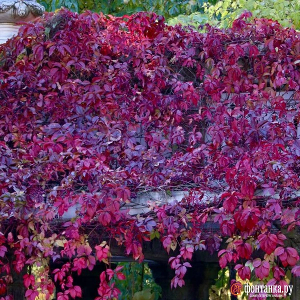 Источник: Лада Шаталова / читательница «Фонтанки»