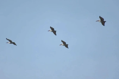 В Омскую область вернулись кудрявые пеликаны