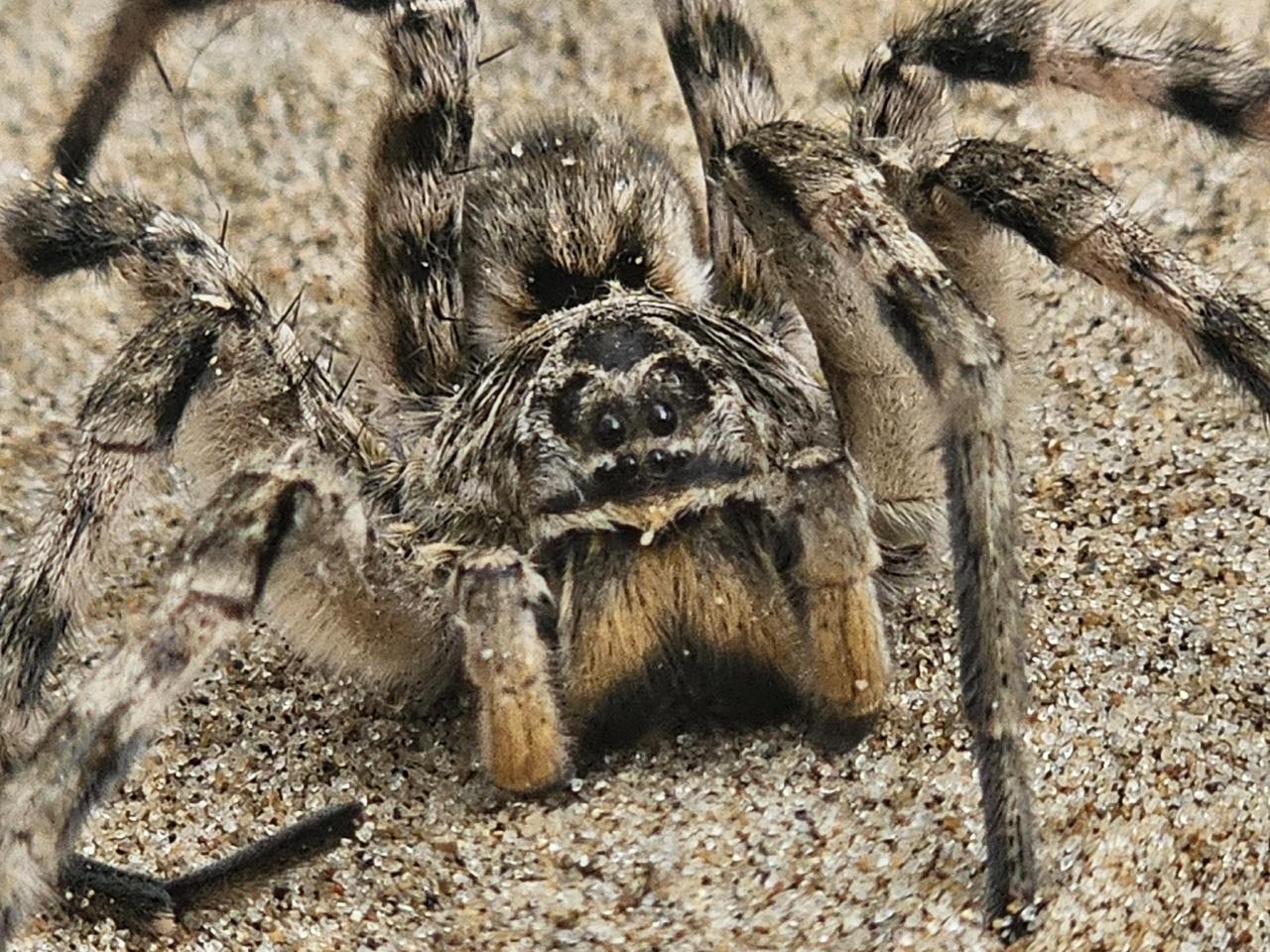 В лесах Татарстана обнаружены опасные для человека пауки «черная вдова» — НТР 24