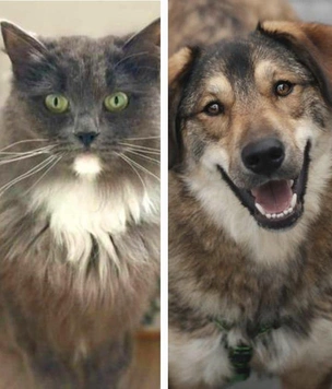 Котопёс недели: возьмите из приюта пса-булочку Бабла или ласковую кошку-трехлапика Киру