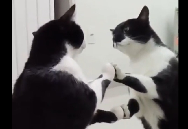 Кот-нарцисс заворожил сам себя в зеркале (видео)