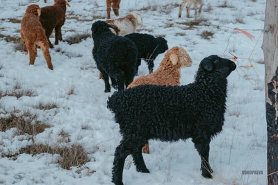 Умилительные овечки в объективе волгоградского фотографа