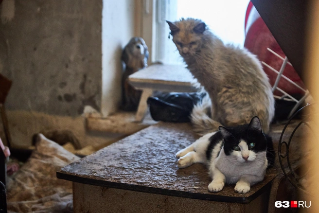 Самые ценные вещи в квартире&nbsp;— это не вещи, а живые существа, которые не видят свежего воздуха | Источник: Роман Данилкин / 63.RU