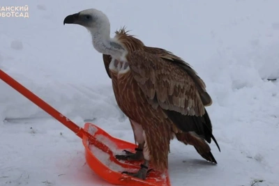 Сип Чирик прокатился на лопате в Казани