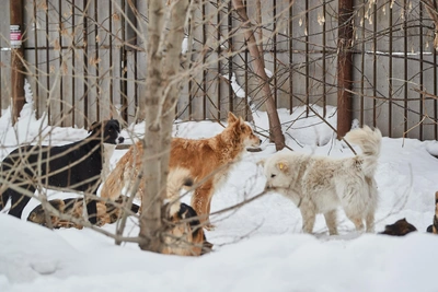 Voronezh weekly: sambo athlete's death, stray dogs, and blackouts