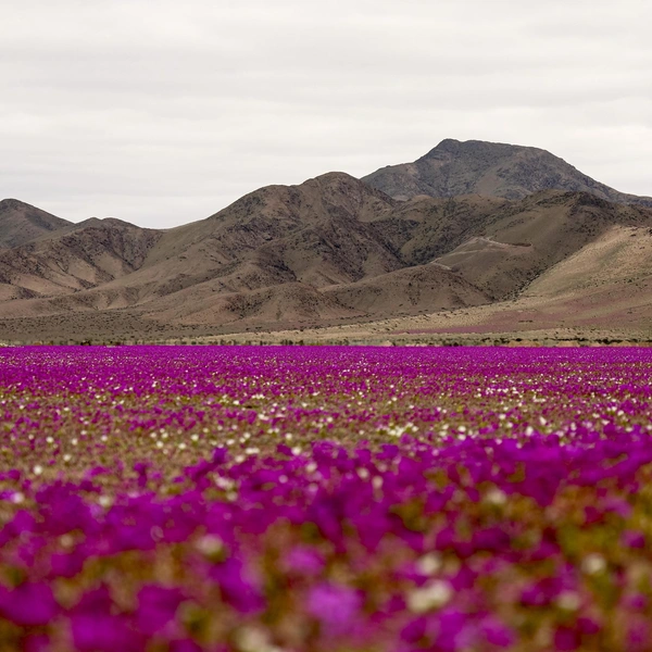 Источник: Lucas Aguayo Araos/Anadolu via Getty Images
