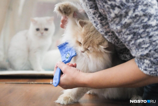 Кота подготавливают к шоу  | Источник: Варвара Фролова / NGS70.RU