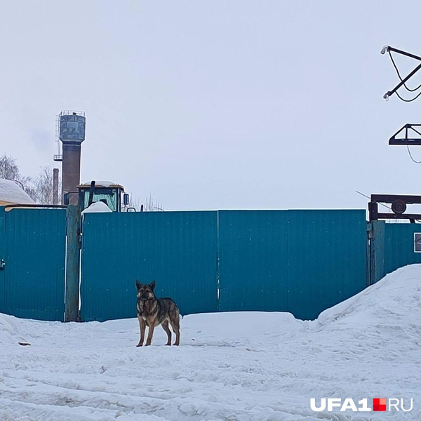 Здесь есть серьезный охранник | Источник: Марина Каримова / UFA1.RU